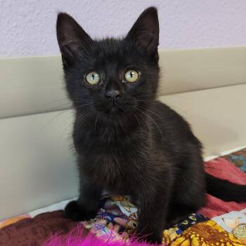 Mountain -  Domestic Short Hair Cat for Adoption in Marshfield, Wisconsin - Mountain | PetCurious