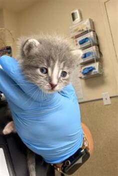 BRIE -  Domestic Short Hair Cat for Adoption in Riverside, California - BRIE | PetCurious