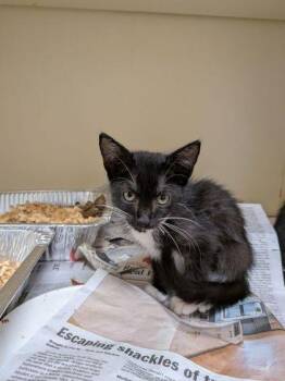 Guildenstern [Pink] -  Domestic Short Hair Cat for Adoption in Chamblee, Georgia - Guildenstern [Pink] | PetCurious