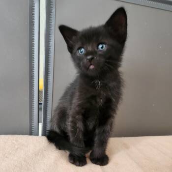 Domestic Short Hair Cats Available for Adoption in Allen, Texas - Churros | PetCurious