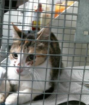 Domestic Long Hair and Domestic Short Hair Cats Available for Adoption in Houston, Texas - A2075487 | PetCurious