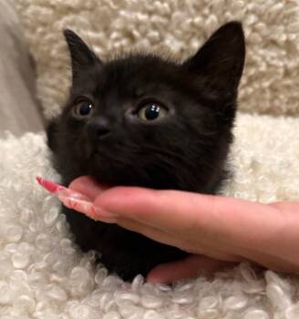 Gianni -  Domestic Short Hair Cat for Adoption in North Babylon, New York - Gianni | PetCurious