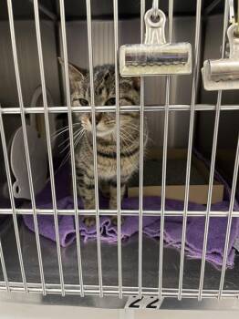 AILEEN -  Domestic Short Hair Cat for Adoption in Omaha, Nebraska - AILEEN | PetCurious