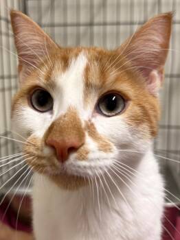 Topaz -  Domestic Short Hair Cat for Adoption in Fall River, Massachusetts - Topaz | PetCurious
