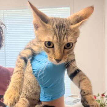 Timmy -  Domestic Short Hair Cat for Adoption in Hattiesburg, Mississippi - Timmy | PetCurious