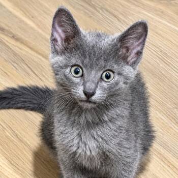 Bluebell -  Russian Blue and Domestic Short Hair Cat for Adoption in Houston, Texas - Bluebell | PetCurious