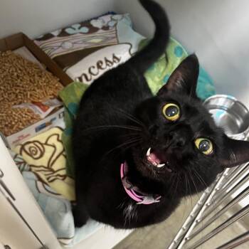 72162 -  Domestic Short Hair Cat for Adoption in Harrisonburg, Virginia - 72162 | PetCurious
