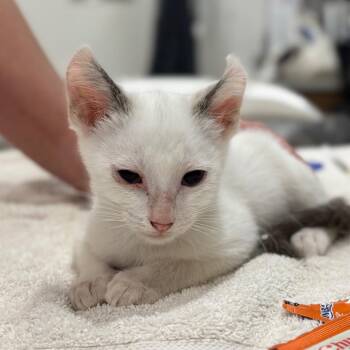 Curly -  Domestic Short Hair Cat for Adoption in Nashville, Indiana - Curly | PetCurious