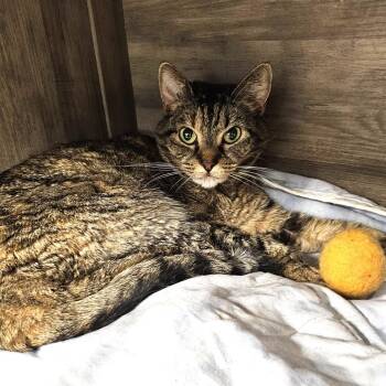 Mila -  Domestic Short Hair Cat for Adoption in Waldorf, Maryland - Mila | PetCurious