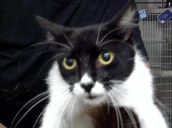 Domestic Short Hair Cats Available for Adoption in Pasadena, Texas - A185348 | PetCurious
