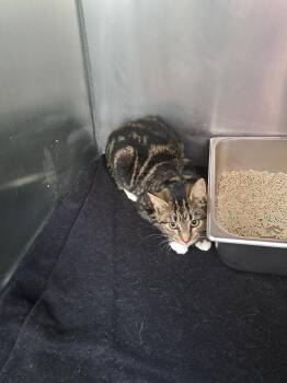Amber -  Domestic Short Hair Cat for Adoption in Pine Grove, Pennsylvania - Amber | PetCurious