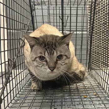 TUSC-Wildlife-84940 -  Siamese Cat for Adoption in Tuscaloosa, Alabama - TUSC-Wildlife-84940 | PetCurious