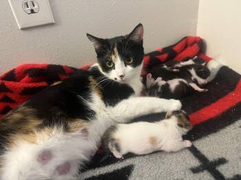 Rescue Calico Cats for Adoption in Los Angeles, California - Marilyn Monroe & Litter | PetCurious