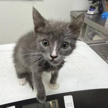 Sockie -  Domestic Short Hair Cat for Adoption in Galveston, Texas - Sockie | PetCurious
