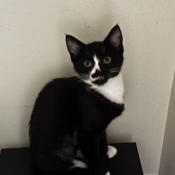 Dip -  American Shorthair Cat for Adoption in Wilmington, North Carolina - Dip | PetCurious