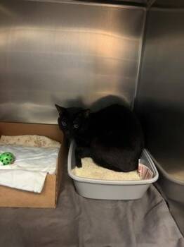 Domestic Short Hair Cats Available for Adoption in West Chester, Pennsylvania - Anemone | PetCurious