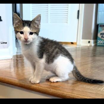 Domestic Short Hair and Tabby Cats Available for Adoption in Omaha, Nebraska - Lime | PetCurious