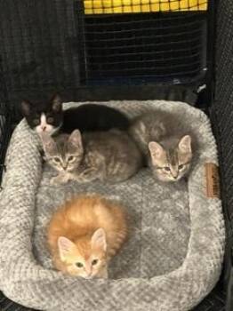 Kiki -  Domestic Short Hair Cat for Adoption in Oradell, New Jersey - Kiki | PetCurious