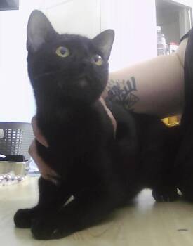 Lucius -  Domestic Short Hair Cat for Adoption in Dayton, Minnesota - Lucius | PetCurious