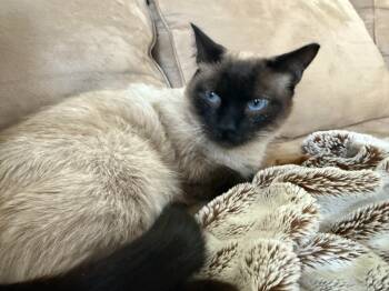 Rescue Domestic Short Hair Cats for Adoption in Millcreek, Utah - Murphy | PetCurious