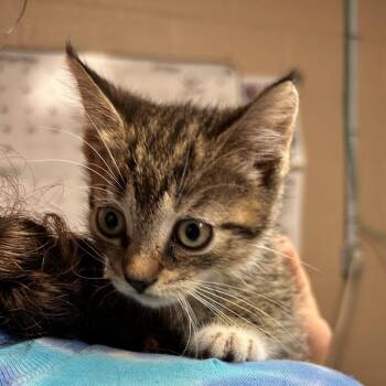 Bugatti -  Domestic Short Hair Cat for Adoption in Newport, North Carolina - Bugatti | PetCurious
