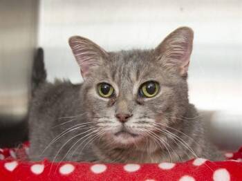 Domestic Medium Hair Cats Available for Adoption in Phoenix, Arizona - TIFFY | PetCurious