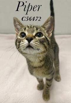 Piper -  Domestic Short Hair Cat for Adoption in Clarksville, Tennessee - Piper | PetCurious