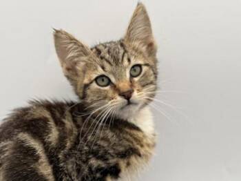 Rescue Domestic Short Hair Cats for Adoption in Portland, Oregon - Ziti | PetCurious