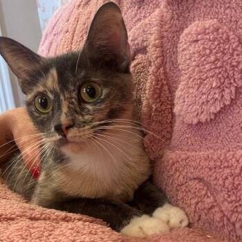 Domestic Short Hair Cats Available for Adoption in Las Vegas, Nevada - Fall 53845 | PetCurious