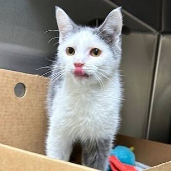 Rescue Domestic Short Hair Cats for Adoption - Colonel | PetCurious