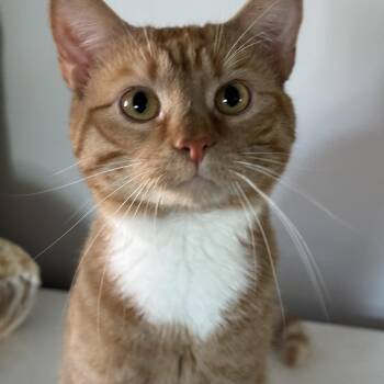 Teddie -  Domestic Short Hair Cat for Adoption in Pittsburgh, Pennsylvania - Teddie | PetCurious