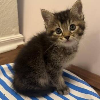 Rescue Domestic Short Hair Cats for Adoption in Warr Acres, Oklahoma - Poppy | PetCurious