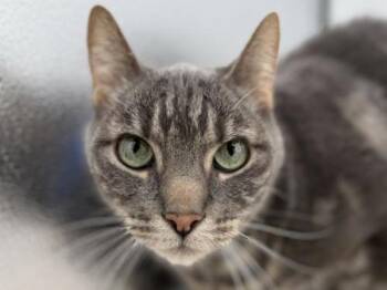 Domestic Short Hair Cats Available for Adoption in Portland, Oregon - Chico | PetCurious