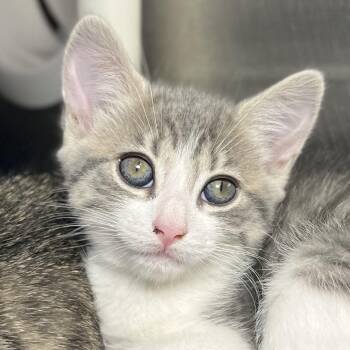 Mary Jane -  Domestic Short Hair Cat for Adoption in Palm Springs, California - Mary Jane | PetCurious