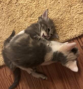 Tabby and Domestic Short Hair Cats Available for Adoption in Chandler, Arizona - Jenny Jackson | PetCurious