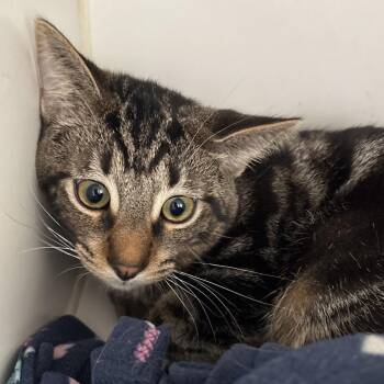 Meelo -  Domestic Short Hair Cat for Adoption in Naperville, Illinois - Meelo | PetCurious