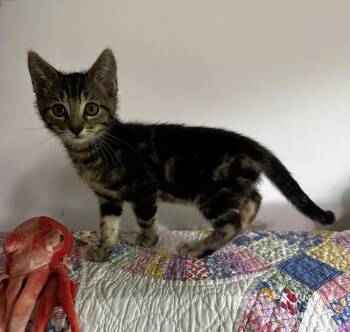 Mandaloun -  Tabby and Domestic Medium Hair Cat for Adoption in Georgetown, Kentucky - Mandaloun | PetCurious