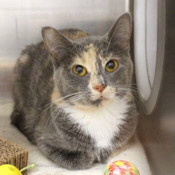Iris — Bonded Buddy With Ivy -  Domestic Short Hair Cat for Adoption in Des Moines, Iowa - Iris — Bonded Buddy With Ivy | PetCurious