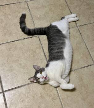 Rescue Domestic Short Hair Cats for Adoption in Lacon, Illinois - Tippy | PetCurious