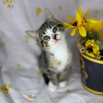 Domestic Short Hair Cats Available for Adoption in Mount Vernon, Illinois - Ayla | PetCurious