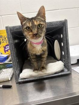 ETHEL -  Domestic Short Hair Cat for Adoption - ETHEL | PetCurious