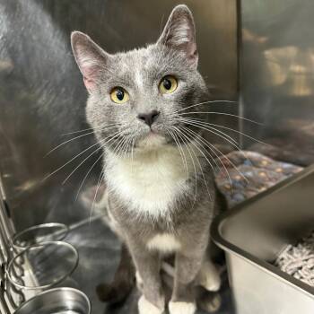 Domestic Short Hair Cats Available for Adoption in Bridgeville, Pennsylvania - Shadow | PetCurious