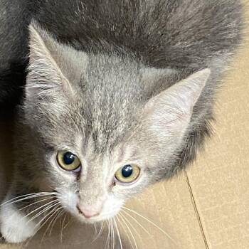 Mi -  Domestic Short Hair Cat for Adoption in Lynchburg, Virginia - Mi | PetCurious