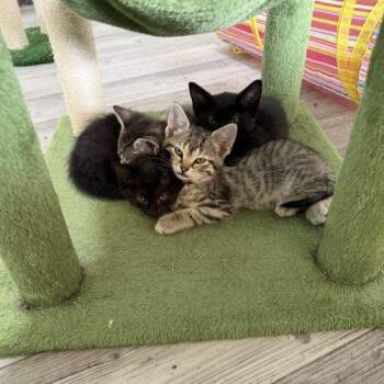 Artemis -  Domestic Short Hair Cat Available for Adoption in Kenosha, Wisconsin - Artemis | PetCurious