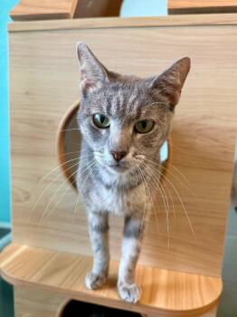 Domestic Short Hair Cats Available for Adoption in Cape Coral, Florida - Glazed | PetCurious