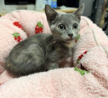 Persephone -  Domestic Short Hair Cat for Adoption in Batesville, Arkansas - Persephone | PetCurious