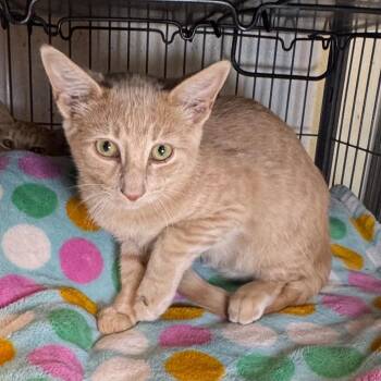 Pipper -  Domestic Short Hair Cat for Adoption in Saginaw, Michigan - Pipper | PetCurious