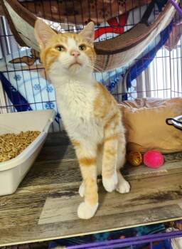 Domestic Short Hair Cats Available for Adoption in Crossville, Tennessee - Cheese | PetCurious