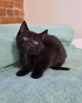 Quince -  Domestic Short Hair Cat for Adoption in Novato, California - Quince | PetCurious