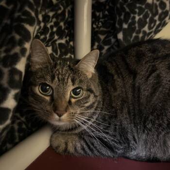 Domestic Short Hair Cats Available for Adoption in Bedford, New Hampshire - Squeaky | PetCurious